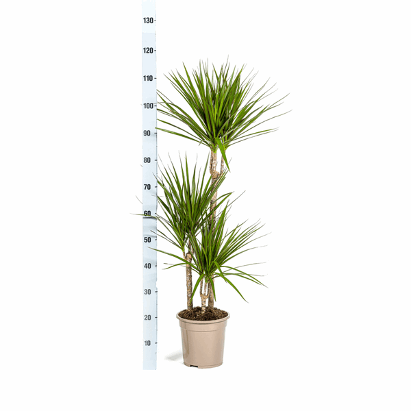 Dracaena Marginata Green – Drachenbaum – Zimmerpflanze Ø21cm ↕110-130cm – Dunkelgrüne Blätter – Pflegeleicht – Plant