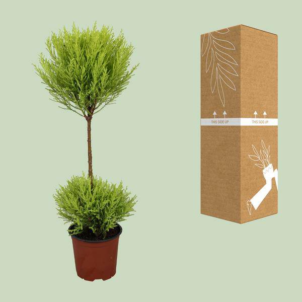 Zimmerzypresse – Cupressus Goldcrest Wilma – Ø14cm – ↕60cm – immergrüne Zierpflanze für Innen & Außen – pflegeleichte Kübelpflanze mit frischem Duft – Plant