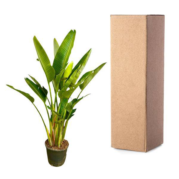 Baum – Strelitzie – Strelitzia Augusta mehrstämmig XXL – 225cm – Ø40cm – Weißer Paradiesvogel