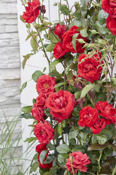 Rose Crazy in Love Red Rote Edelrose Ø15cm ↕65cm – hochwertiges Produkt für Pflanzen, Garten, Zuhause, Dekoration & moderne Einrichtung – Plant