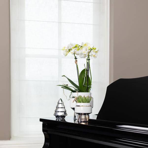 Le Chic Blumentopf Zimmerpflanze Ø6cm mit dekorativem Übertopf – blühende Orchidee für Wohnzimmer, Büro & helle Standorte kaufen – Plant
