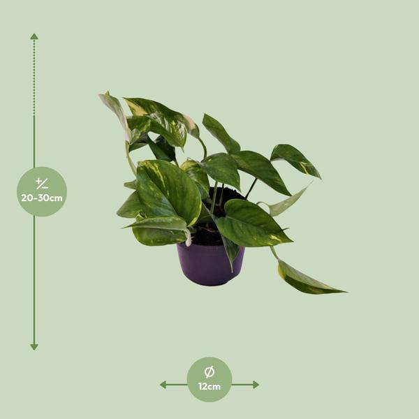 Efeutute Scindapsus Epipremnum Aureum Zimmerpflanze Ø12cm ↕25cm – pflegeleichte Grünpflanze für Wohnzimmer, Büro & helle Standorte kaufen – Plant