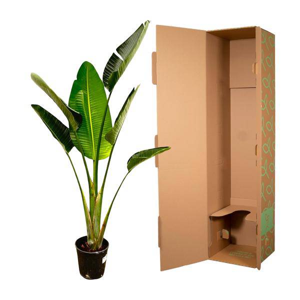 Baum – Strelitzie – Strelitzia Augusta – Weißer Paradiesvogel – Zimmerpflanze – 180cm – Ø30cm – Tropische Grünpflanze für Wohnzimmer und Büro – Plant