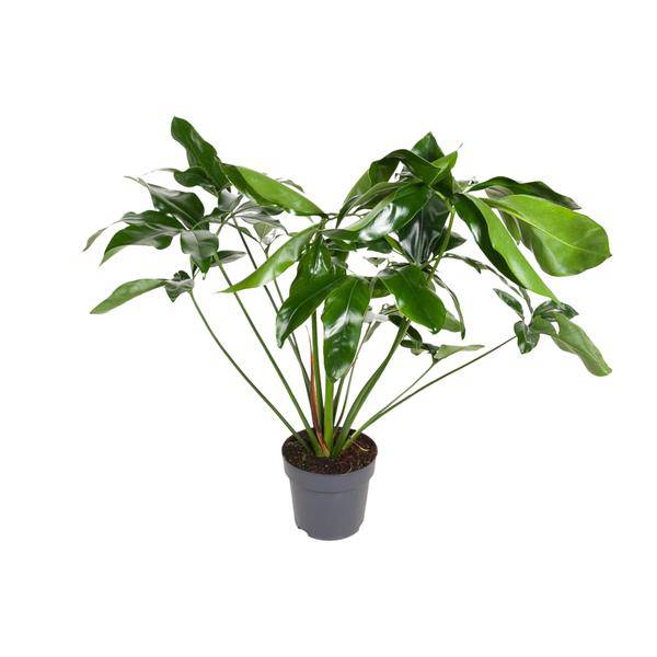 Baumfreund Philodendron Green Wonder Zimmerpflanze Ø24cm ↕100cm – pflegeleichte Grünpflanze für Wohnzimmer, Büro & helle Standorte kaufen – Plant