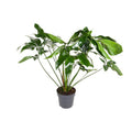 Baumfreund Philodendron Green Wonder Zimmerpflanze Ø24cm ↕100cm – pflegeleichte Grünpflanze für Wohnzimmer, Büro & helle Standorte kaufen – Plant