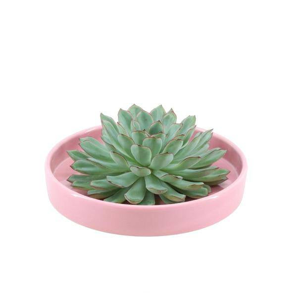 Sukkulente – Echeveria pulidonis ROOTLESS – Ø20cm Schale Rosa – Zimmerpflanze ohne Wurzeln – Pflegeleichte Schnitt – Plant
