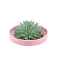 Sukkulente – Echeveria pulidonis ROOTLESS – Ø20cm Schale Rosa – Zimmerpflanze ohne Wurzeln – Pflegeleichte Schnitt – Plant