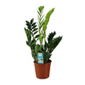 Glücksfeder Zamioculcas zamiifolia Zimmerpflanze Ø17cm ↕65cm – pflegeleichte Grünpflanze für Wohnzimmer, Büro & helle Standorte kaufen – Plant