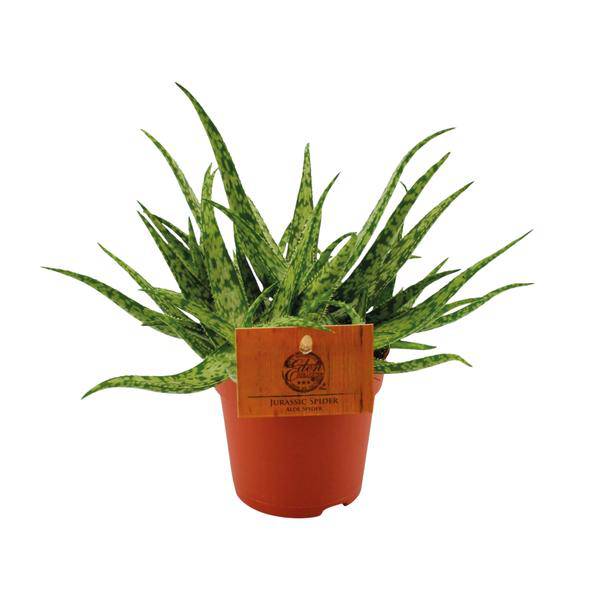Sukkulente – Aloe Spider – Zimmerpflanze – Ø10,5cm – ↕15cm – Pflegeleichte Grünpflanze mit dekorativen stacheligen Blättern – Ideal für sonnige Standorte – Plant