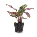 Calathea Makoyana Zimmerpflanze – pflegeleichte Grünpflanze für Wohnzimmer, Büro & helle Standorte kaufen – Plant