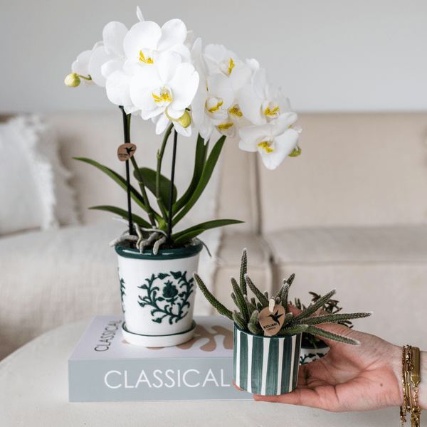 Orchidee Amabilis Weiß im Malaga – Topf Ø9cm + Sukkulente im Painted Stripe – Topf Grün Ø6cm – Elegantes 2er Pflanzenset – Plant