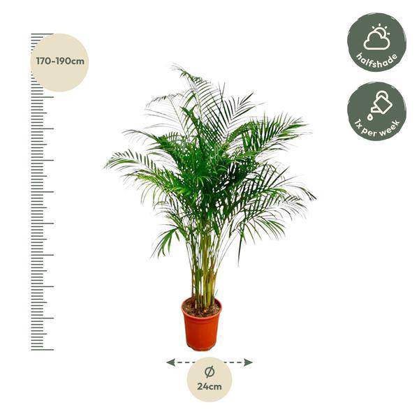 Goldfruchtpalme Dypsis Lutescens Zimmerpflanze Ø24cm ↕170cm – tropische Grünpflanze für Wohnzimmer, Büro & helle Standorte kaufen – Plant