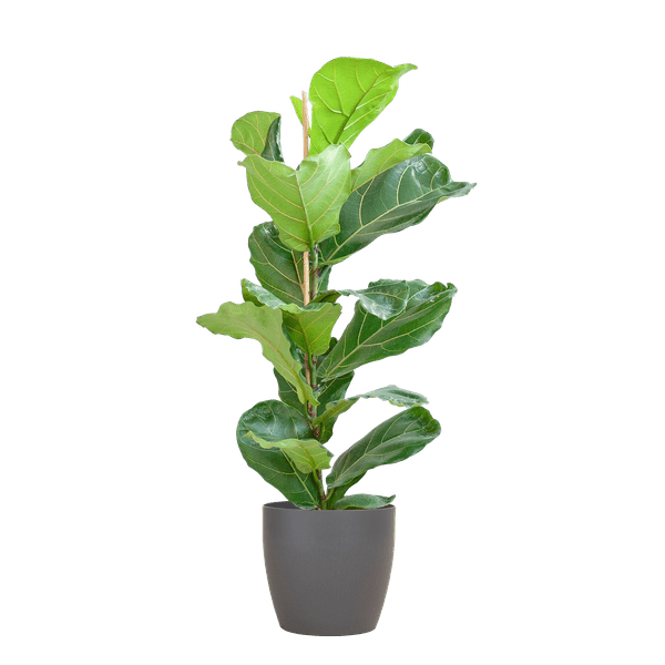 Ficus Lyrata – Geigen – Feige – Zimmerpflanze – 80cm – Ø21cm – inkl. Übertopf – Große Blätter, pflegeleicht, dekorativ – Plant