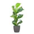Ficus Lyrata – Geigen – Feige – Zimmerpflanze – 80cm – Ø21cm – inkl. Übertopf – Große Blätter, pflegeleicht, dekorativ – Plant