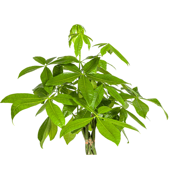 Glückskastanie – Pachira Aquatica – Zimmerpflanze – Ø27cm – Höhe 140-150cm – Geflochtener Stamm & glänzende Blätter – Exotisch & pflegeleicht – Plant