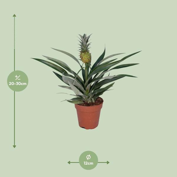 Ananaspflanze – Bromelia Ananas – tropische Zimmerpflanze – Ø12cm – ca. 30cm hoch – pflegeleicht & dekorativ – Plant