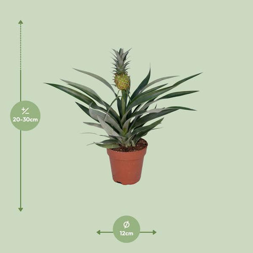 Ananaspflanze – Bromelia Ananas – tropische Zimmerpflanze – Ø12cm – ca. 30cm hoch – pflegeleicht & dekorativ – Plant
