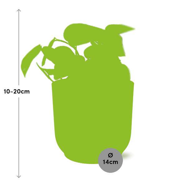 Efeutute Scindapsus Pictus Trebie Zimmerpflanze Ø12cm Ø14cm – pflegeleichte Grünpflanze für Wohnzimmer, Büro & helle Standorte kaufen – Plant