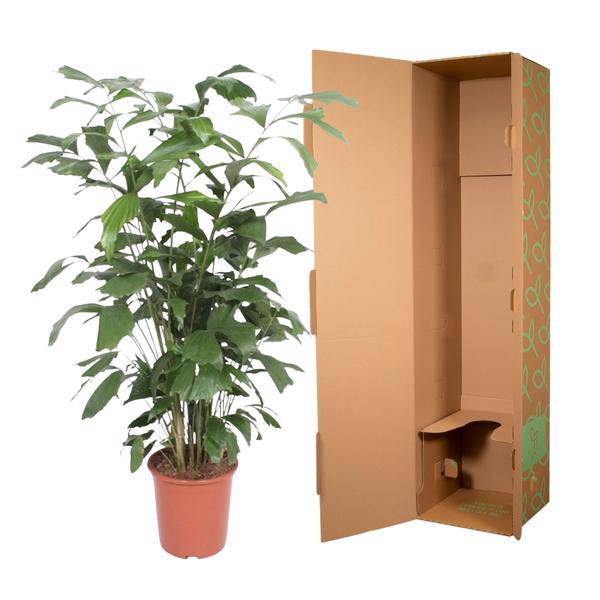 Fischschwanzpalme – Caryota Mitis – Zimmerpflanze – 140cm – Ø27cm – Exotische Palme mit fächerförmigen Blättern für Wohnzimmer und Büro – Plant