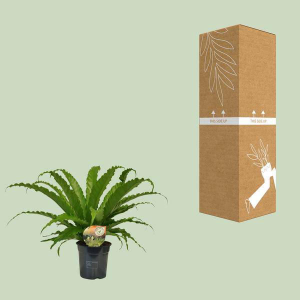 Nestfarn – Asplenium Osaka – Zimmerpflanze – Ø17cm – ↕40cm – pflegeleichte Farnpflanze mit eleganten Wedeln – tropische Grünpflanze für Innenräume – Plant
