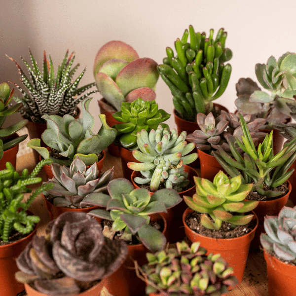 Sukkulenten Mix – Verschiedene Arten – Aloe Vera, Echeveria, Kalanchoe, Sedum – Zimmerpflanzen im Topf – Ø5,5cm – ↕7cm – Plant