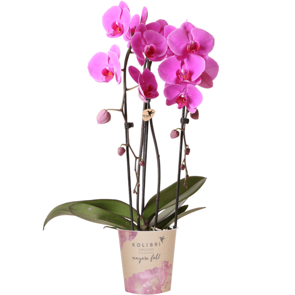 Rosa Phalaenopsis Orchidee – Niagara Fall – Ø12cm Höhe55-60cm – Blühende Zimmerpflanze mit großen rosa Blüten – Elegante Orchidee als Geschenk & Deko – Plant