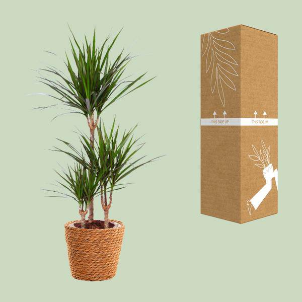 Drachenbaum – Dracaena Marginata – Zimmerpflanze – Ø21cm – ↕95cm Höhe – Pflegeleichte exotische Grünpflanze für Zuhause & Büro – Plant