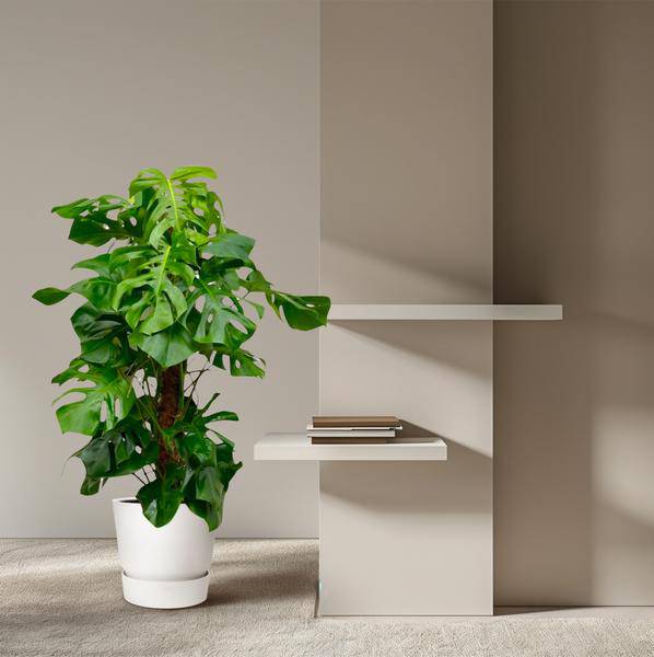 Monstera Deliciosa – Köstliches Fensterblatt – Zimmerpflanze 140cm – Ø24cm – Tropische XXL – Pflanze mit großen grünen Blättern – Pflegeleicht – Plant