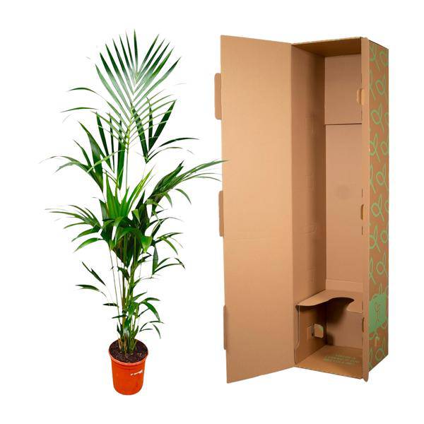 Kentia-Palme – Howea forsteriana – 180 cm hoch – Ø24 cm – Elegante Zimmerpalme – Luftreinigend & pflegeleicht – Für Wohnzimmer, Büro & Wintergarten – Plant