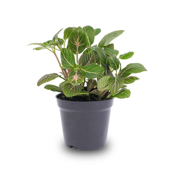 Fittonia Joly Josan – Mosaikpflanze – Zimmerpflanze – Terrarienpflanze – Tropische Pflanze mit roten & grünen Blättern – Ø8,5cm – Plant