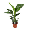 Baum – Strelitzie Strelitzia Nicolai – Zimmerpflanze Ø17cm ↕70cm – exotische Paradiesvogelblume mit tropischem Flair für Wohnzimmer Büro – Plant