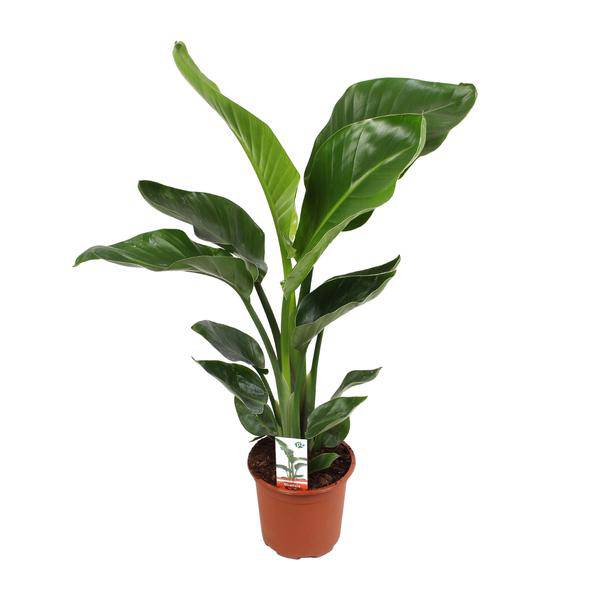 Baum – Strelitzie Strelitzia Nicolai – Zimmerpflanze Ø17cm ↕70cm – exotische Paradiesvogelblume mit tropischem Flair für Wohnzimmer Büro – Plant