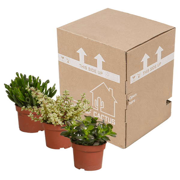 Sukkulenten – Crassula Mix – 3 Pflanzen – Ø10,5cm – pflegeleichte Zimmerpflanzen – robuste Minibäume für Zuhause & Büro – Plant