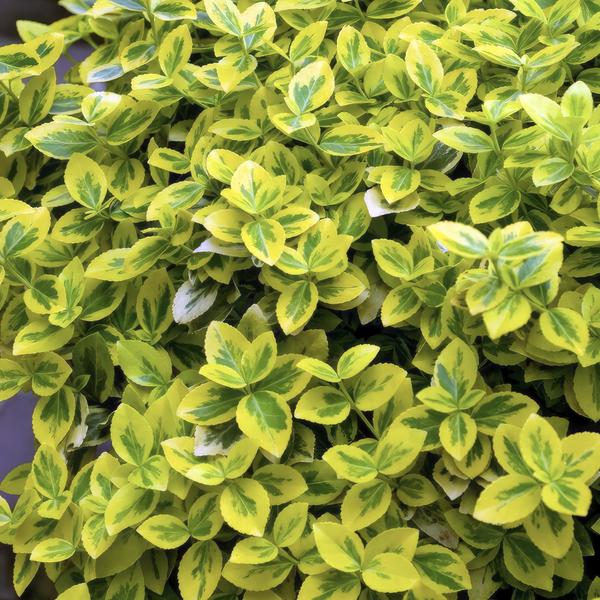 Spindelstrauch Euonymus fortunei 'Emerald 'n Gold' – ↕10-25cm – Ø9cm – Immergrün, gelb – grünes Laub – Hecke, Beet & Solitär – Plant