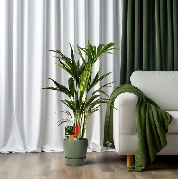 Kentiapalme Howea Forsteriana Zimmerpflanze Ø19cm ↕100cm – tropische Grünpflanze für Wohnzimmer, Büro & helle Standorte kaufen – Plant