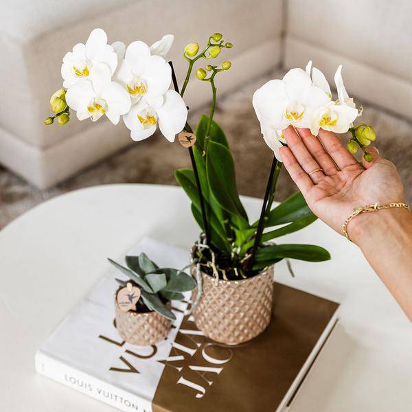 Diamant Perle Dekotopf – Sand – Ø9cm – Blumentopf in Steinoptik – Eleganter Dekotopf für Zimmerpflanzen, Sukkulenten & Kakteen – Plant