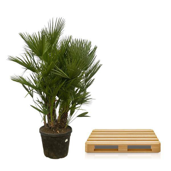Chamaerops Humilis – Zwergpalme – mehrstämmig – Mediterrane Zimmer – und Gartenpflanze – Ø45cm – ↕180cm – Plant