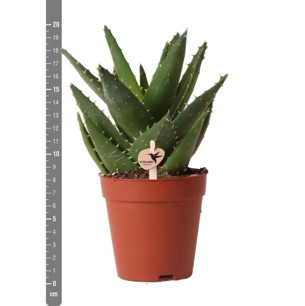 Sukkulente Aloe Brevifolia Zimmerpflanze Ø9cm – pflegeleichte Sukkulente für Wohnzimmer, Büro & helle Standorte kaufen – Plant