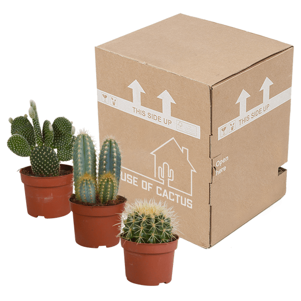 Kakteen Mix – 3 Pflanzen – Ø10,5cm Zimmerpflanzen – Verschiedene Kakteen im Mix – Pflegeleichte Sukkulenten für Fensterbank, Büro & Wohnzimmer – Plant