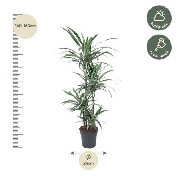 Drachenbaum Zimmerpflanze Ø24cm ↕150cm – pflegeleichte Grünpflanze für Wohnzimmer, Büro & helle Standorte kaufen – Plant