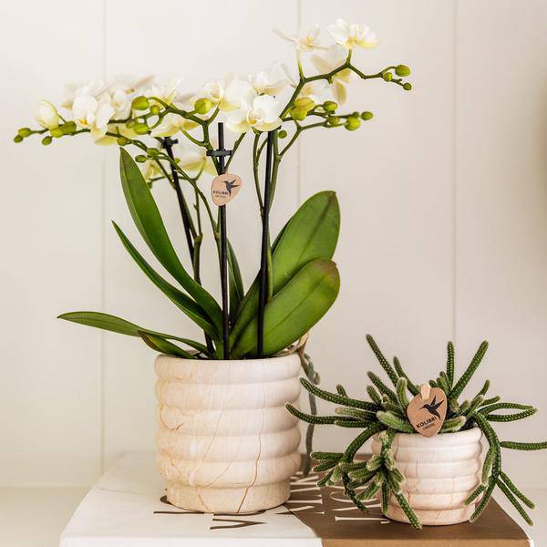Dekotopf Marmor – Hell – Ø9cm – Keramik Blumentopf in Marmoroptik – Zeitloses Design – Für Zimmerpflanzen, Orchideen & Sukkulenten – Plant