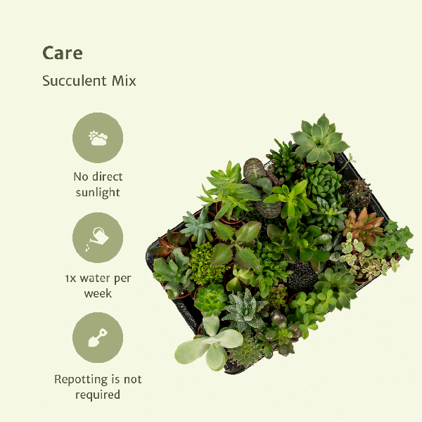 Sukkulenten Mix – Verschiedene Arten – Aloe Vera, Echeveria, Kalanchoe, Sedum – Zimmerpflanzen im Topf – Ø5,5cm – ↕7cm – Plant