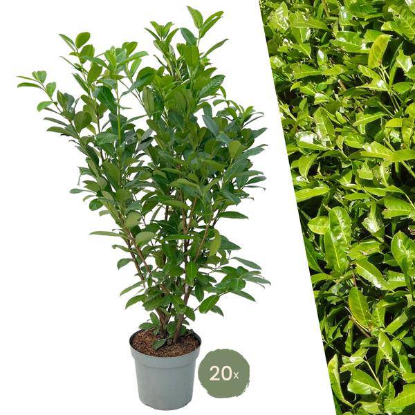 Kirschlorbeer Rotundifolia – 20 Pflanzen für 10 Meter Hecke – Immergrüne Lorbeerkirsche 125-150cm – Schnellwachsend & dicht – Plant