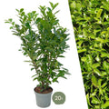 Kirschlorbeer Rotundifolia – 20 Pflanzen für 10 Meter Hecke – Immergrüne Lorbeerkirsche 125-150cm – Schnellwachsend & dicht – Plant