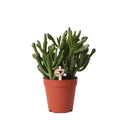 Sukkulente – Crassula Hobbit – Zimmerpflanze – Ø9cmaSukkulente Crassula Hobbit – Robuste Zimmerpflanze – Ø9cm – Plant