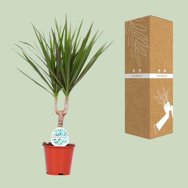 Drachenbaum Dracaena Marginata Zimmerpflanze Ø14cm ↕55cm – pflegeleichte Grünpflanze für Wohnzimmer, Büro & helle Standorte kaufen – Plant