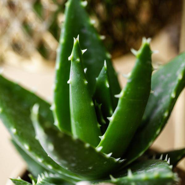Sukkulente Aloe Brevifolia Zimmerpflanze Ø6cm – pflegeleichte Sukkulente für Wohnzimmer, Büro & helle Standorte kaufen – Plant