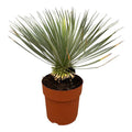 Palmlilie – Yucca Rostrata auf Stiel – ↕70cm – Ø30cm – Exotische Zimmer – & Terrassenpflanze – Pflegeleicht & robust – Plant