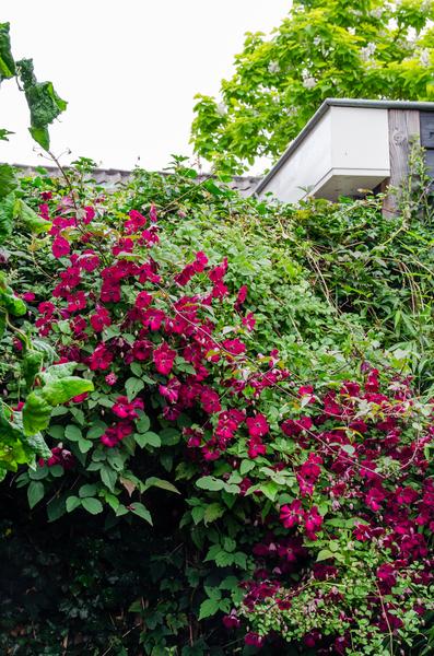 Waldrebe – Clematis Hagley Hybrid – Ø15cm – ca. 65cm hoch – Winterharte Kletterpflanze mit großen rosa – bis purpurfarbenen Blüten – Plant