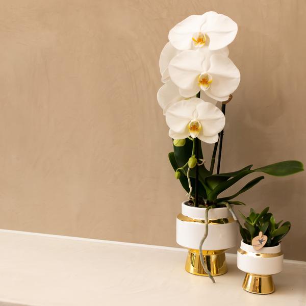 Le Chic Blumentopf Zimmerpflanze Ø6cm – blühende Orchidee für Wohnzimmer, Büro & helle Standorte kaufen – Plant